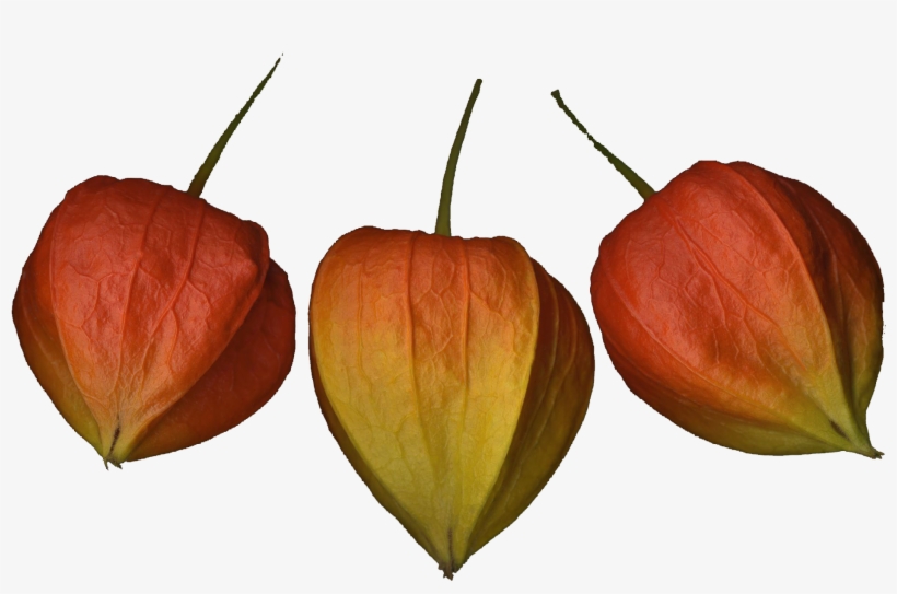 Tulip, transparent png download