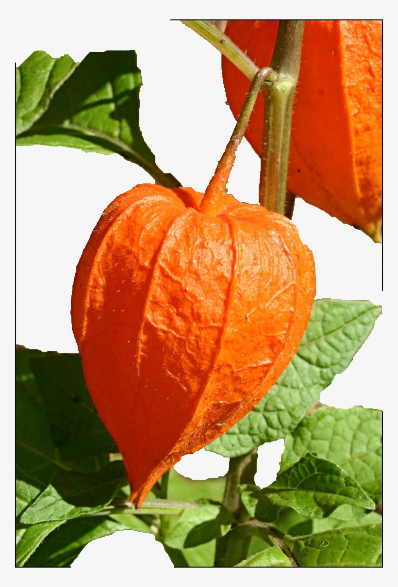 Chinese Lantern Plant, transparent png download