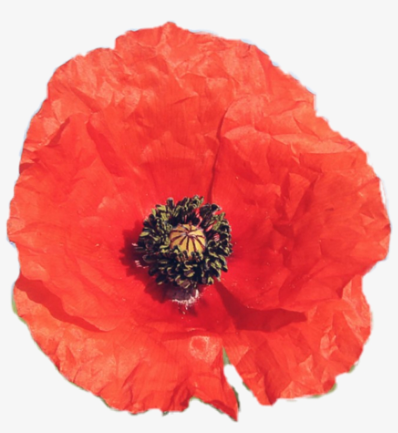 Flower Sticker - Corn Poppy, transparent png download