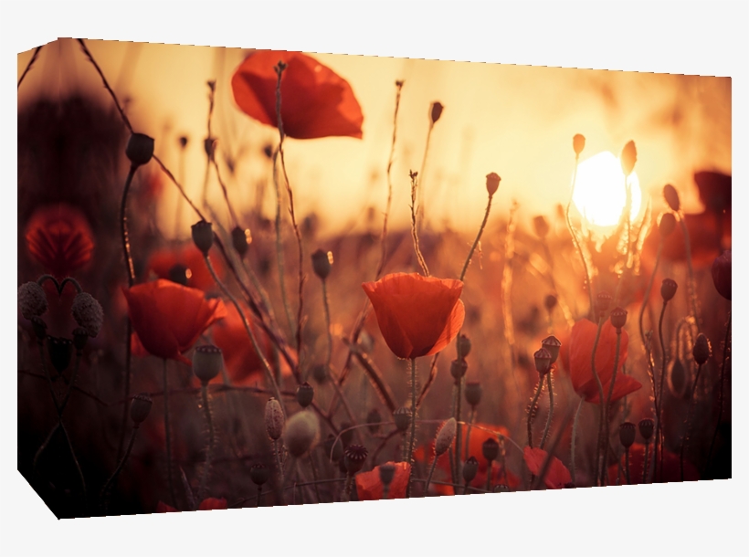 Poppy Flowers In Sunset Canvas Wall Art - Bendición Hallarte Al Instante En Que Se Fue La Luz, transparent png download