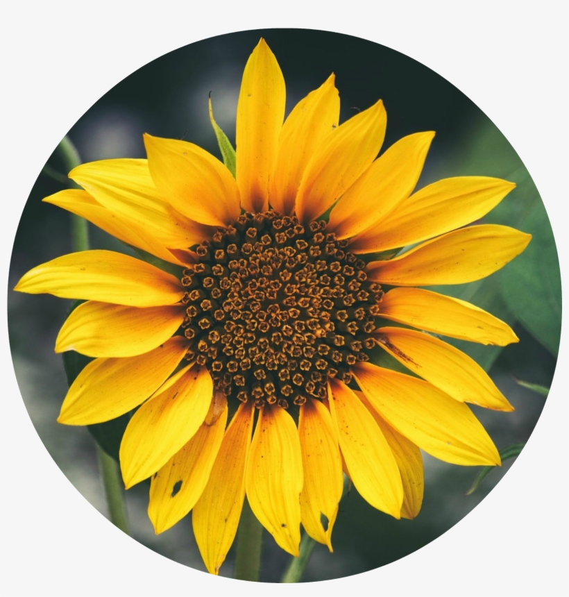Os Aconsejo Realizar Este Tutorial De Primavera Con - Acrylic Easy Sunflower Painting, transparent png download