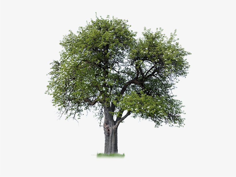 1997 Las Vegas Invitational - World Wetlands Day 2011, transparent png download