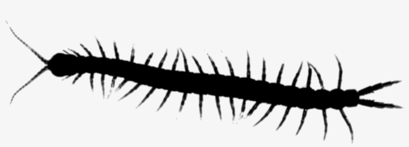 Millipedes Centipedes House Insect Centipede Graphics - Millipedes, transparent png download