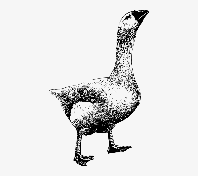 Goose - Duck, transparent png download