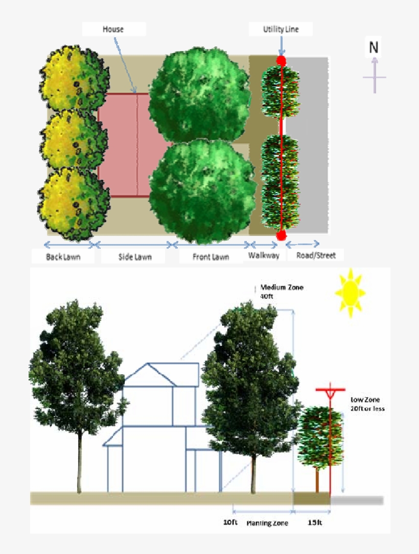 Appropriate Tree Configuration For Residentials - Larch, transparent png download
