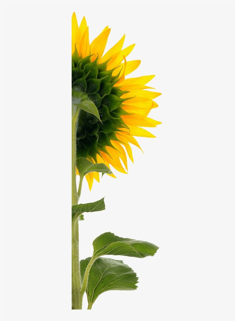 Sunflower - Back Of Sunflower Png, transparent png download