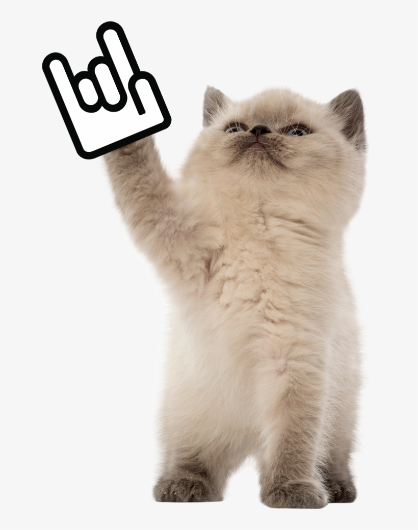 Todd Taiwan Startup Stadium Rock Kitten, transparent png download