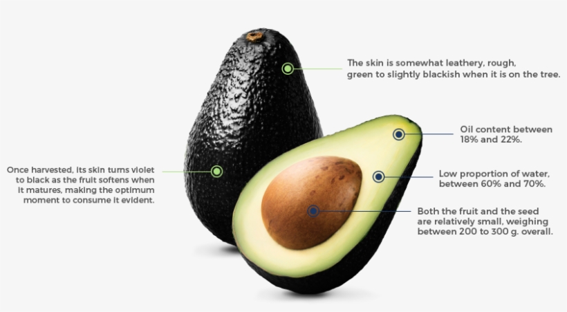 Hass Avocado The Fruit Of Our Land - Avocado, transparent png download