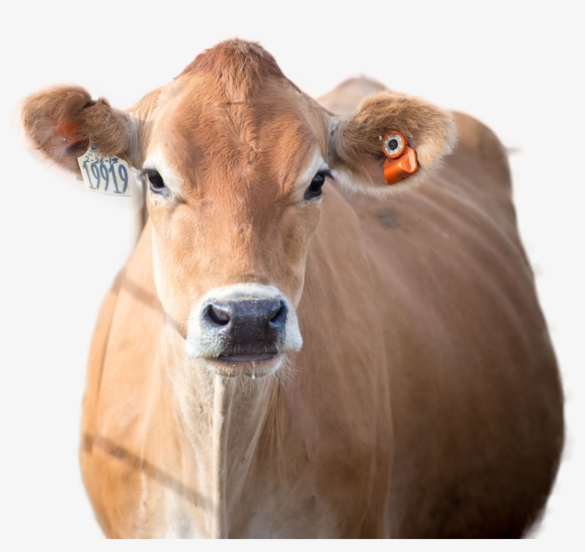 Cow Png Image - Working Animal, transparent png download