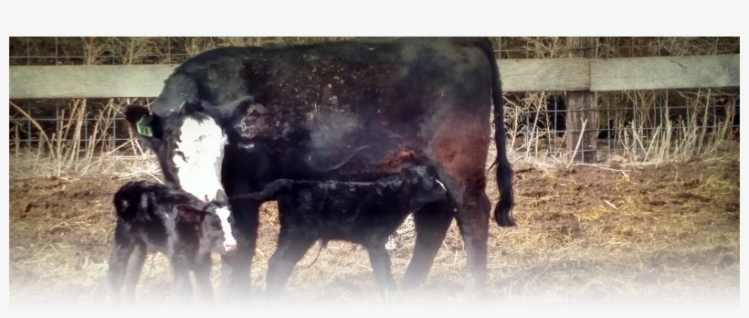 Our Philosophy Here At Western Cattle Source Is To - Calf, transparent png download