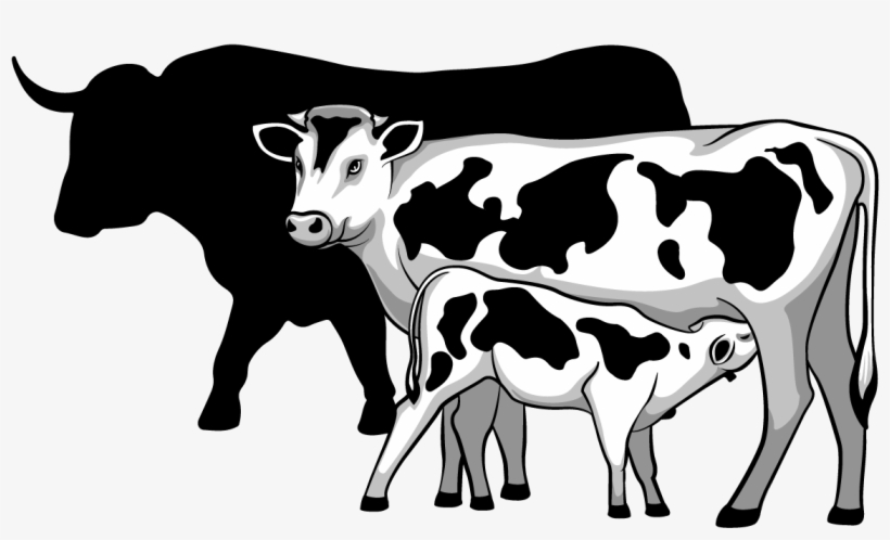 Calves, Dairy, & Beef - Cow With Calf Black And White, transparent png download