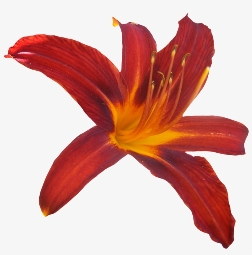Lilly Png - Orange Lily, transparent png download