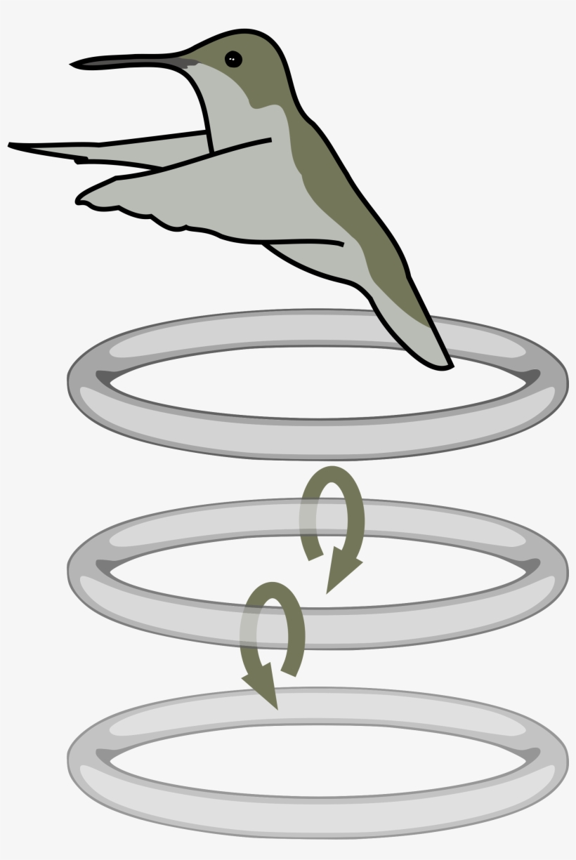 Open - Hummingbird Flaps Diagram, transparent png download