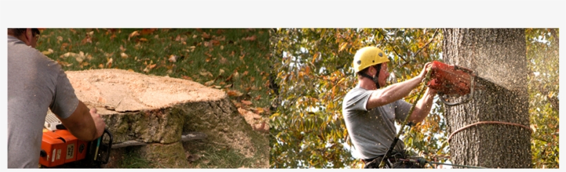 Don't Let Those Trunks Junk Up Your Yard Call A Stump - Jackson & Jackson Landscaping, transparent png download