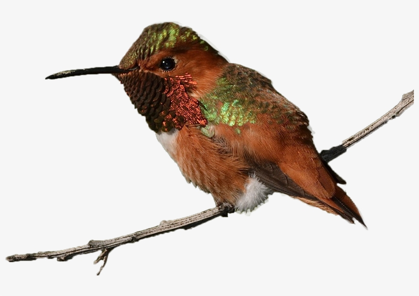 Rufous Hummingbird Williamgarrett Creativecommons - Ruby-throated Hummingbird, transparent png download
