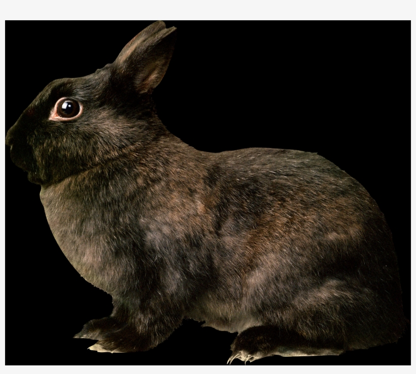 Black Rabbit Png, transparent png download