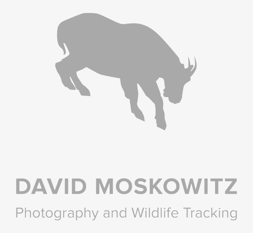 Dm Sq Grey, transparent png download