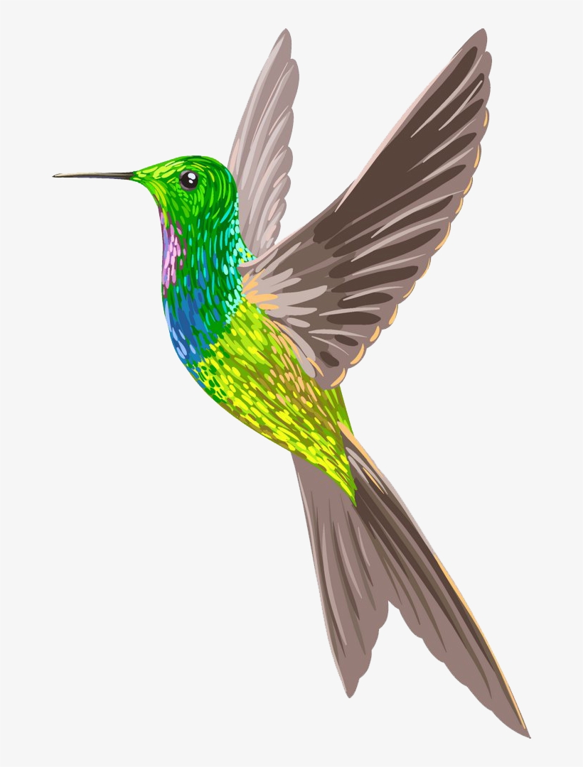 Piciformes, transparent png download