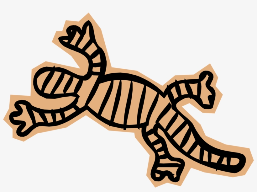 Vector Illustration Of Salamander Lizard-like Amphibian - Illustration, transparent png download