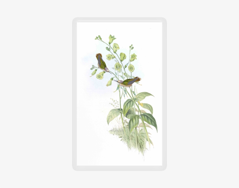 Hummingbird - Jasmine, transparent png download