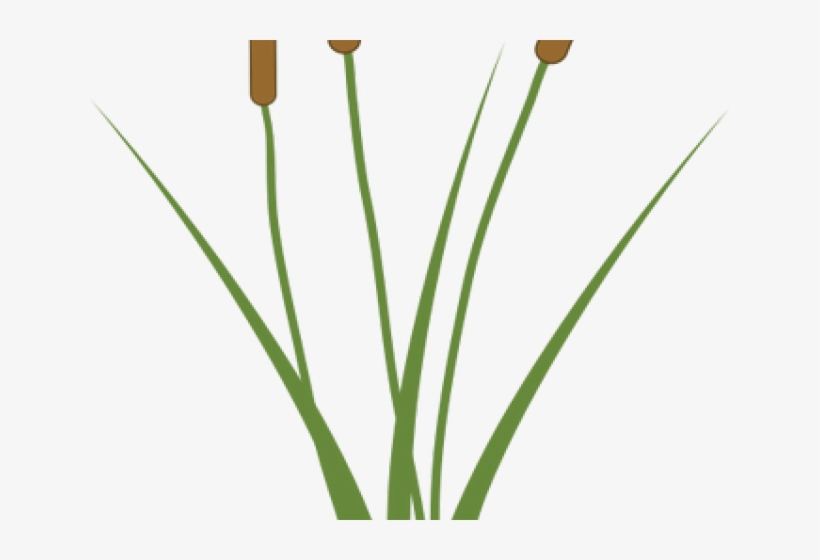 Single Clipart Cattail - Carbono Anomerico, transparent png download