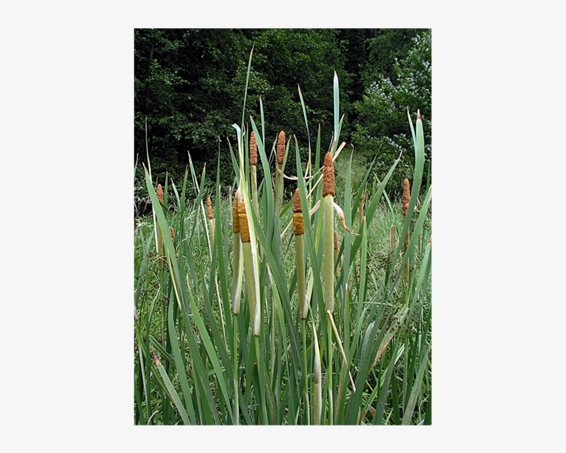 (b) - Grass, transparent png download