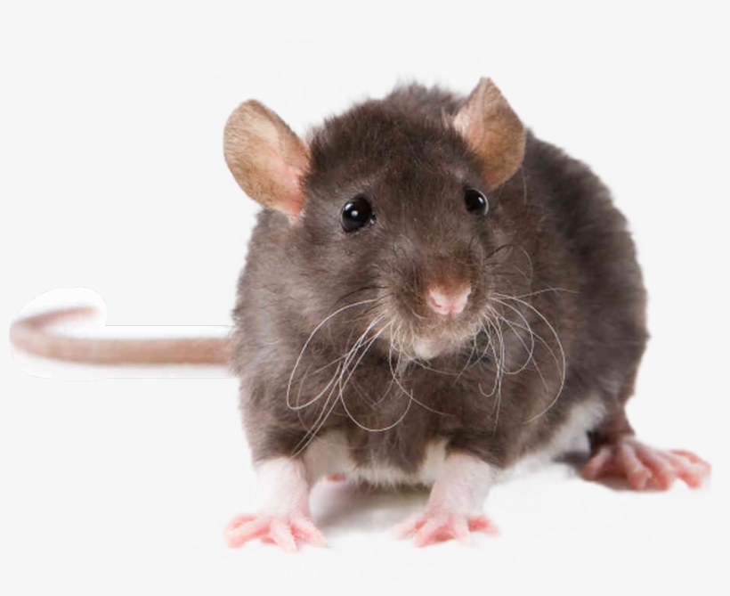 Fouseytube Sticker - Rat Animal, transparent png download