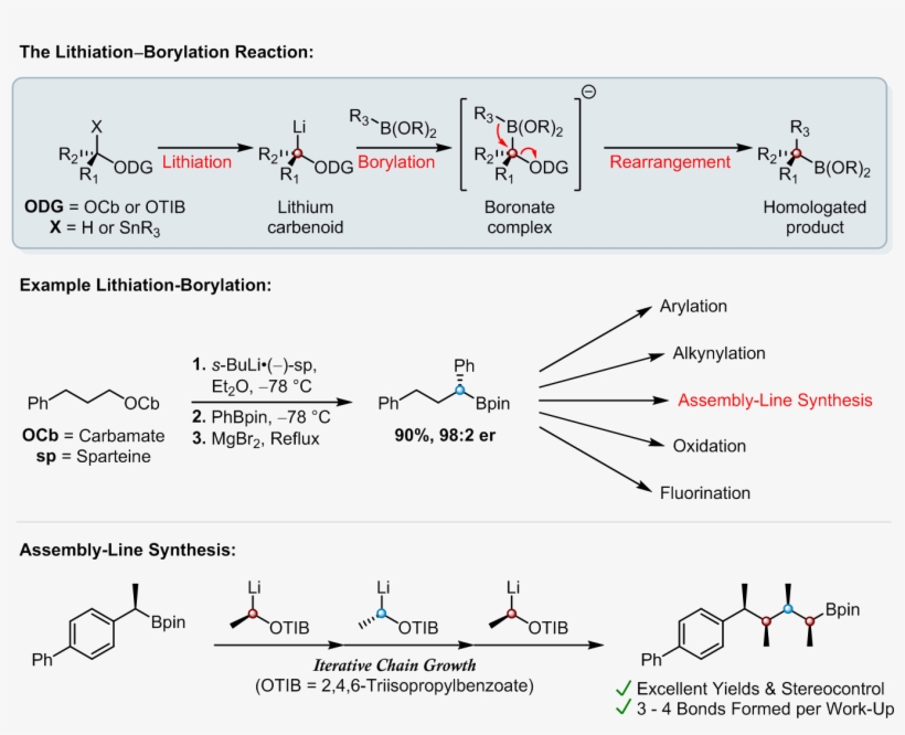 Lithiation Borylation And Assembly Line Synthesis - Diagram, transparent png download