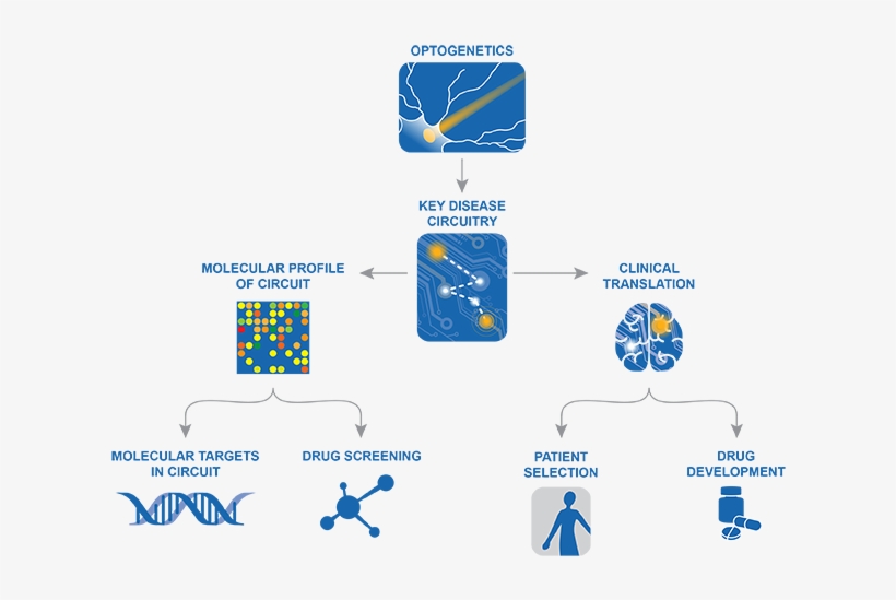 Optogenetic Drug Discovery - Circuit Optogenetics, transparent png download