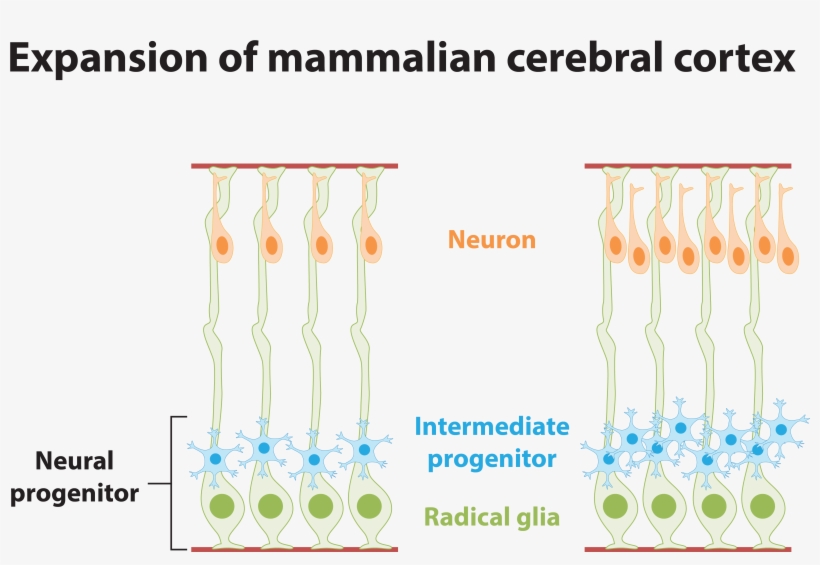 Our Laboratory Investigates The Specific Signaling - Baluster, transparent png download