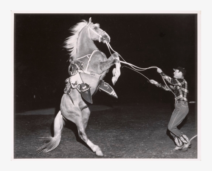 The Weegee Portfolio Incorporated Con El Fin De Crear - Stallion, transparent png download