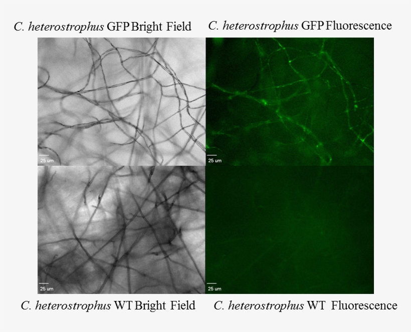 Fluorescence Microscopy Showed Evidence Of Gfp Expression - Photo Caption, transparent png download
