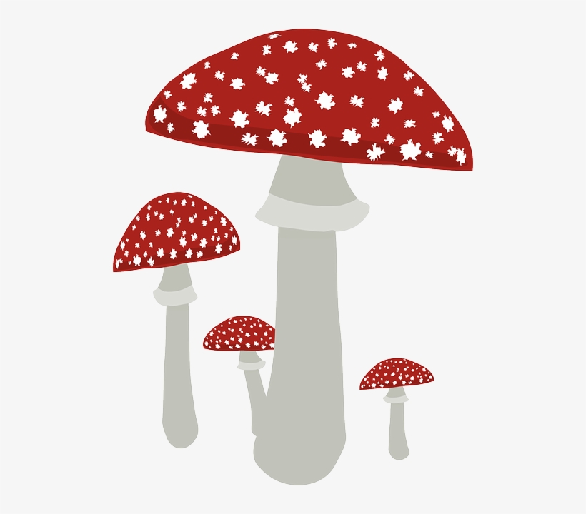 Fungi Clipart Transparent Background, transparent png download