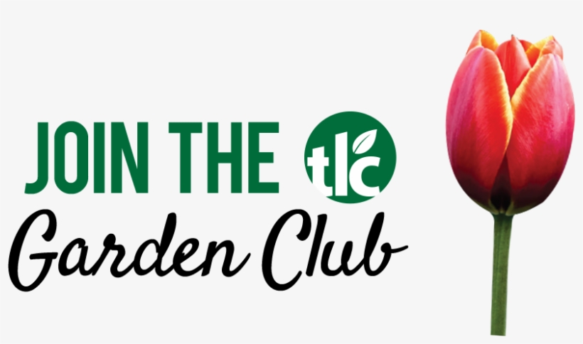 Join The Tlc Garden Club - Sprenger's Tulip, transparent png download
