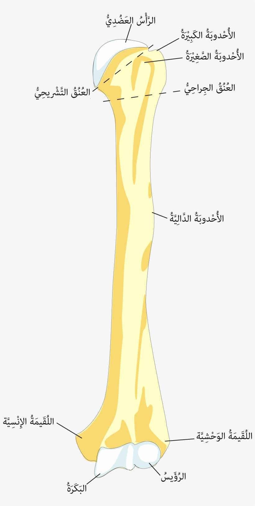 ملف - Humerusfront-ar - Humerus Bone Transparent, transparent png download