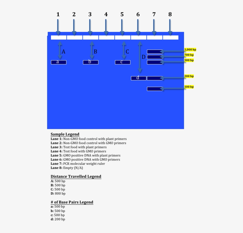 Image002 - Gel Electrophoresis Gmo Vs Non Gmo, transparent png download