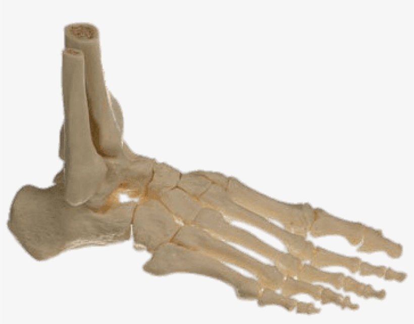 Free Png Download Bones Of The Foot Png Images Background - Skeleton Foot Png, transparent png download