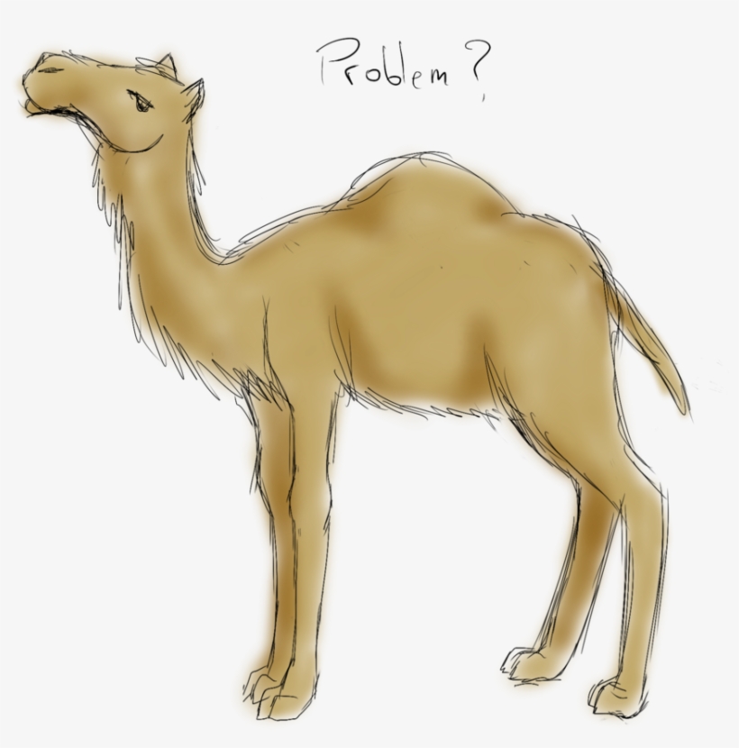 894 X 894 4 - Camel Sketch, transparent png download