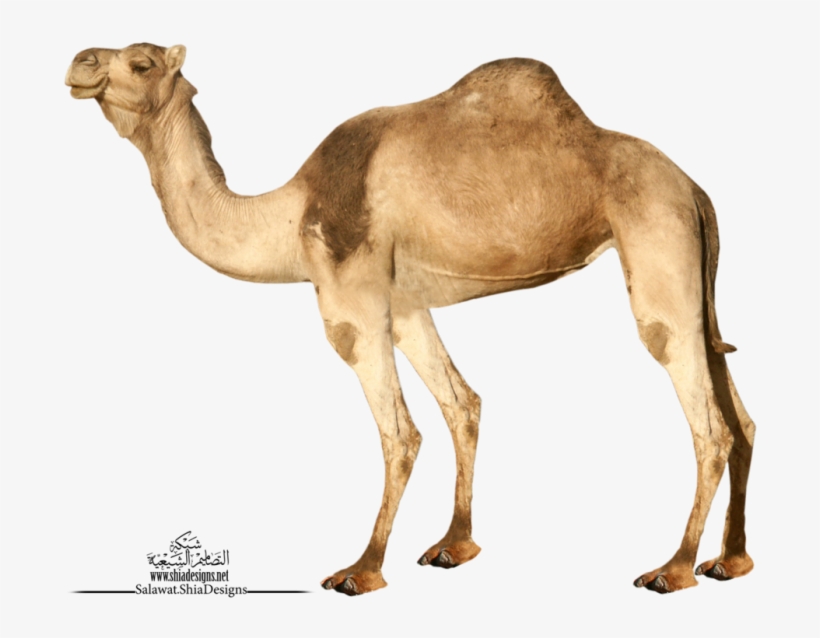 Camel Png - Transparent Background Camel Png, transparent png download