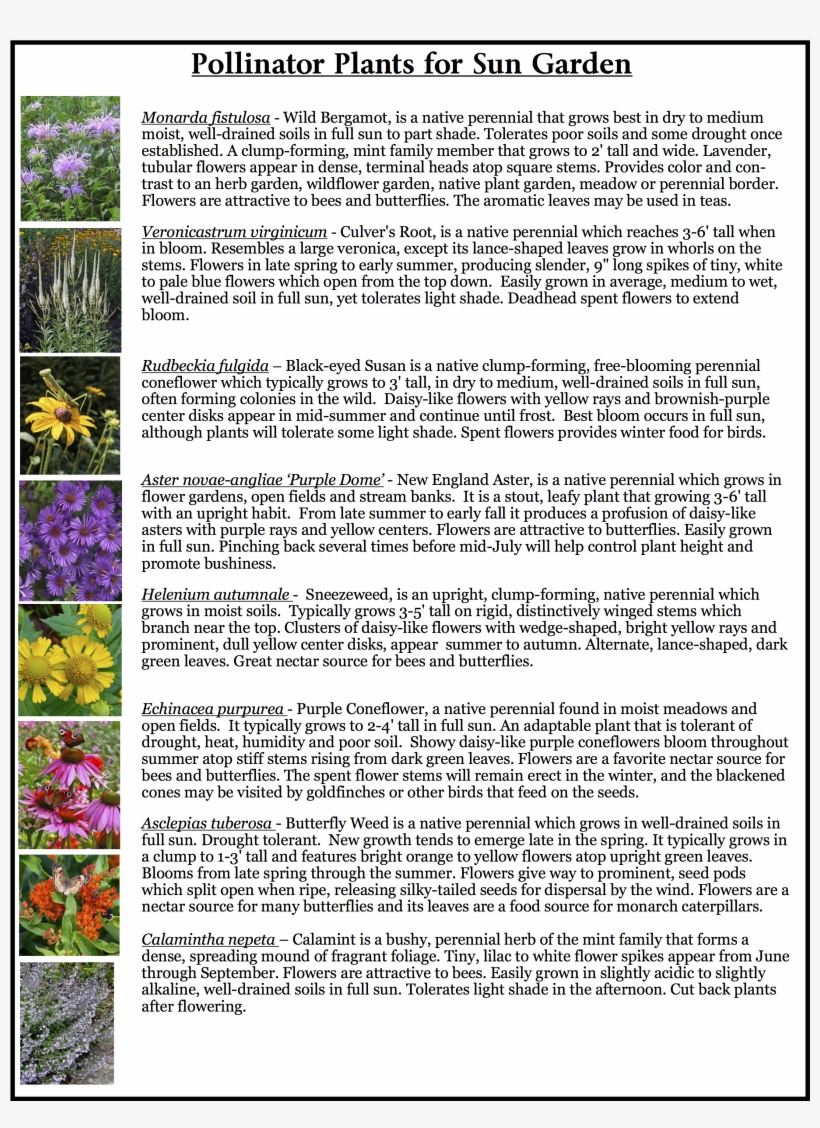 Pollinator - Viola, transparent png download