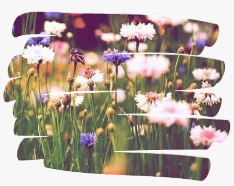 Flowers Sticker - Chrysanths, transparent png download