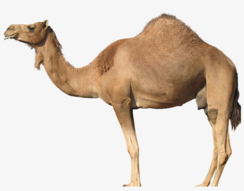 Gallery Description - Guess The Animal Camel, transparent png download