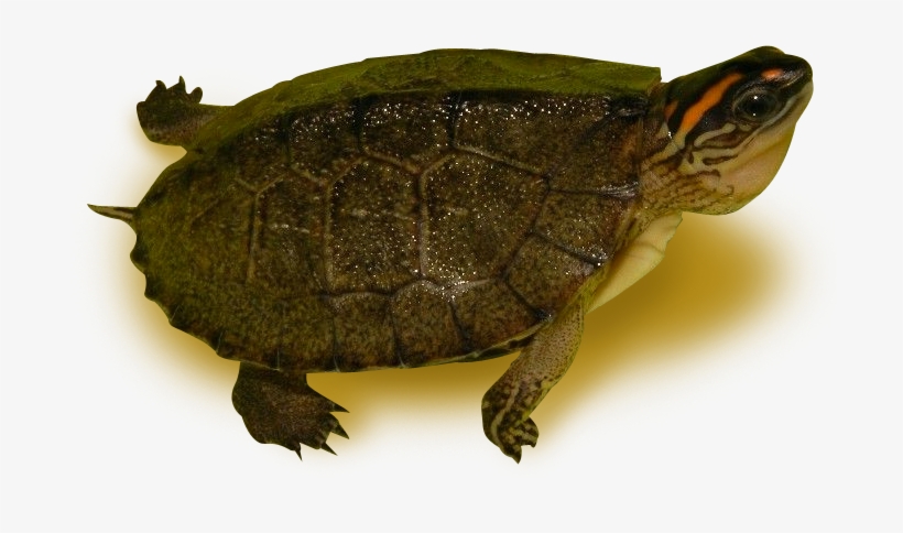 Spotted Legged Wood Turtle - Red Eared Slider, transparent png download