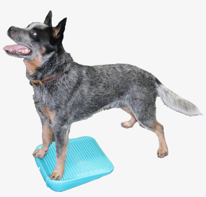 Description - Fitpaws Ramp, transparent png download