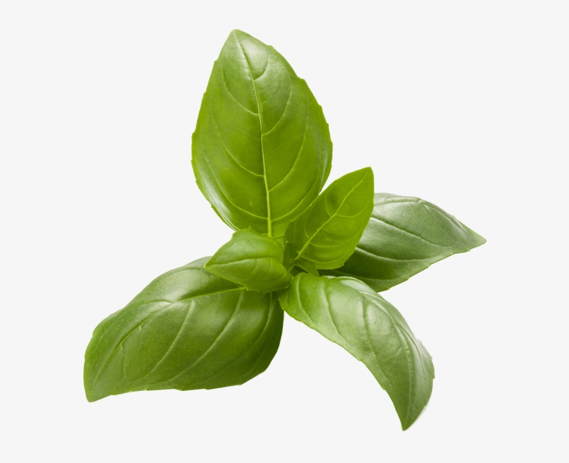 Italian Basil Basil Transparent PNG 827x591 Free Download on NicePNG