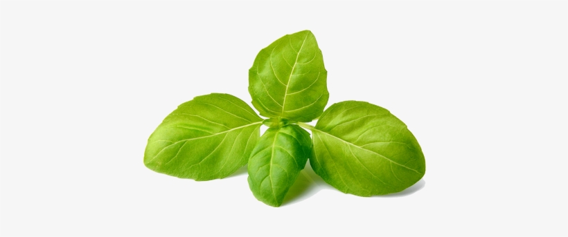 "super" Basil Is Grown Hydroponically Using Gh Nutrients - Basil Png, transparent png download