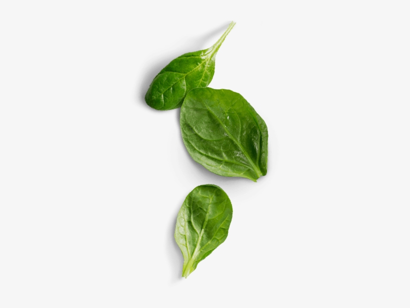 Spinach Png Photos - Spinach Png, transparent png download