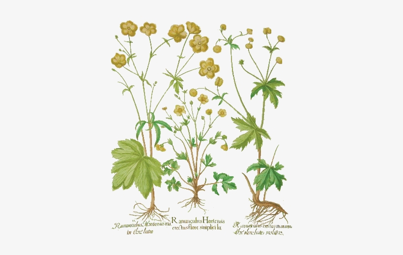 Basil Besler Hortus Eystettensis 1613 5 - Basil, transparent png download