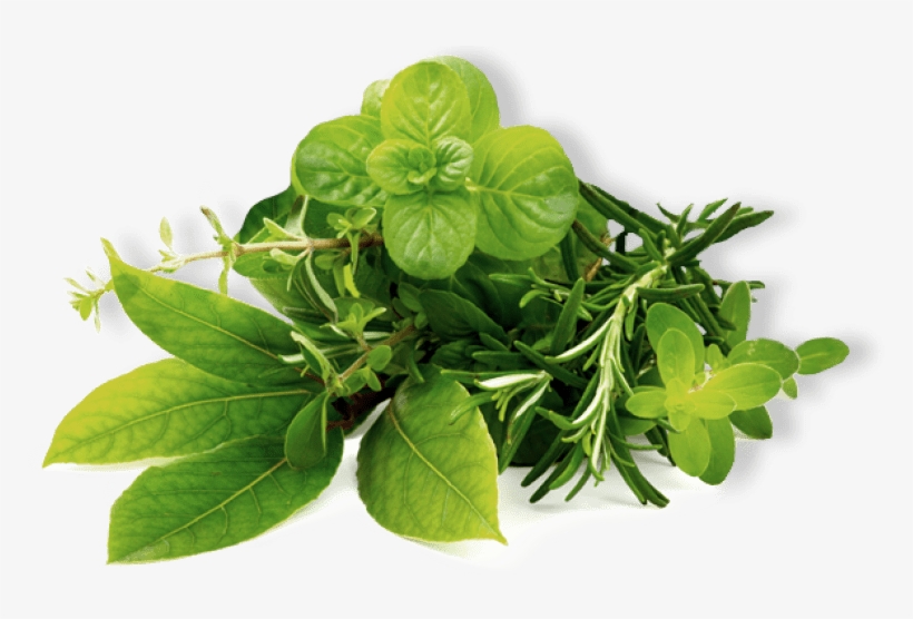 Free Png Herb Hd Png Images Transparent - Feuille De Menthe Fraiche, transparent png download