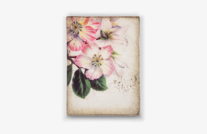 Sid Dickers Memory Blocks - Witte's Dutch Garden Flora Series 'helleborus Niger, transparent png download